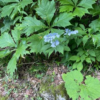 スタートから高山植物が迎えてくれます。