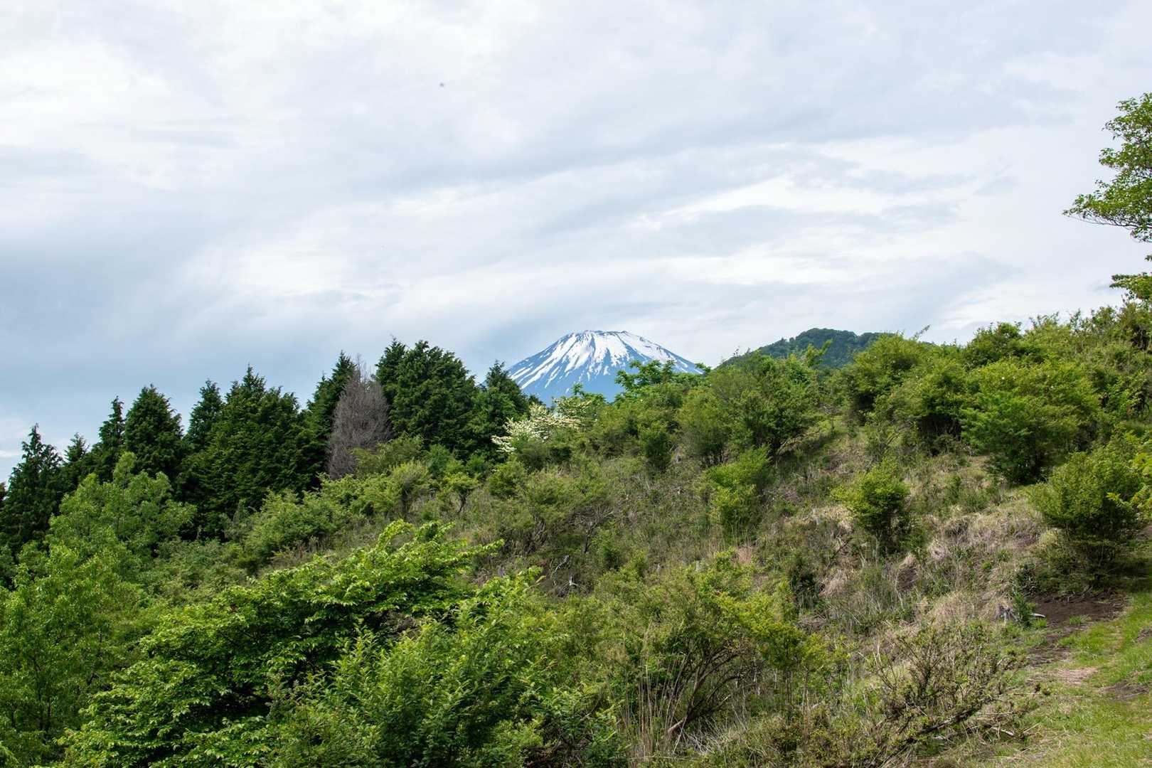 不老山までで多分唯一富士山が見える場所と思ってたら、サンショバラの丘からも見えたね。明神峠まで道ではよく見えるのにね