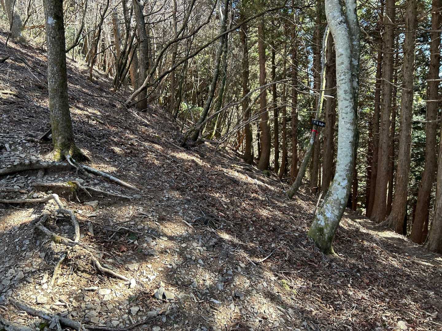 山頂までの急登