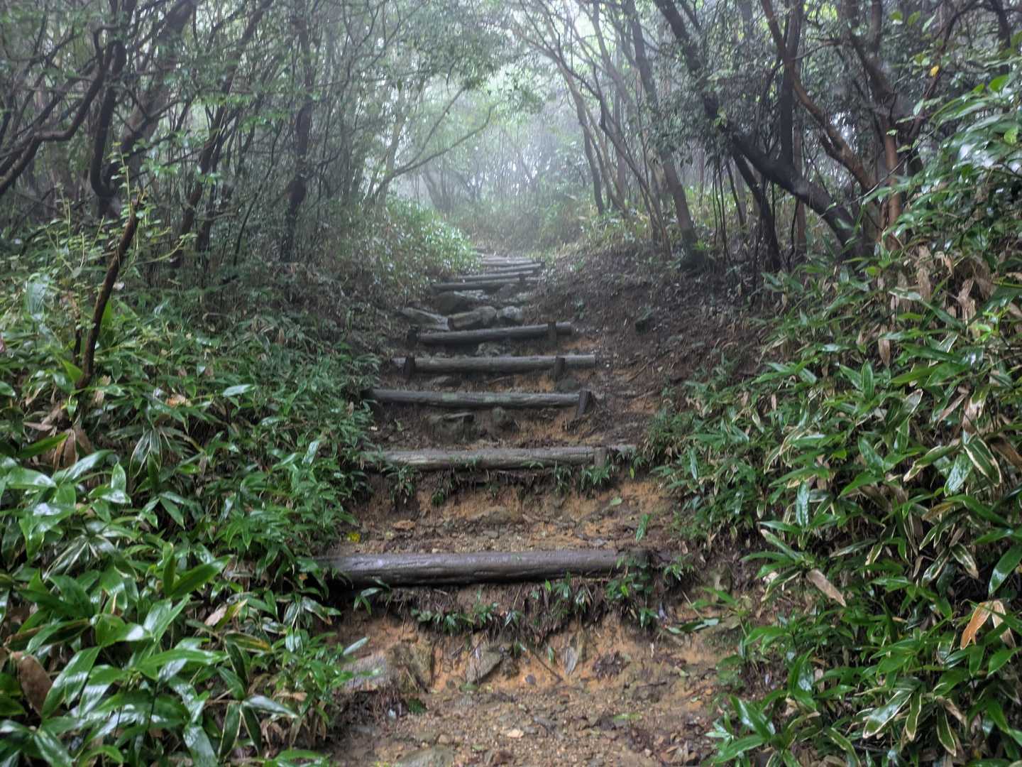 天山往復 | 天空の広場を求めて。森と岩場歩きを楽しむ定番コースの写真