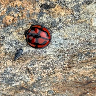 スパイダーマン柄のテントウ虫🐞