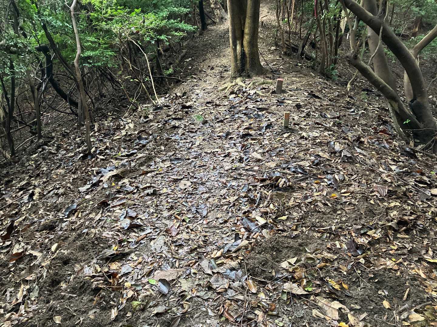 これが普通の登山道。違い歴然。とは言え、これ以降の道も歩きやすい、とても良い道でした😊