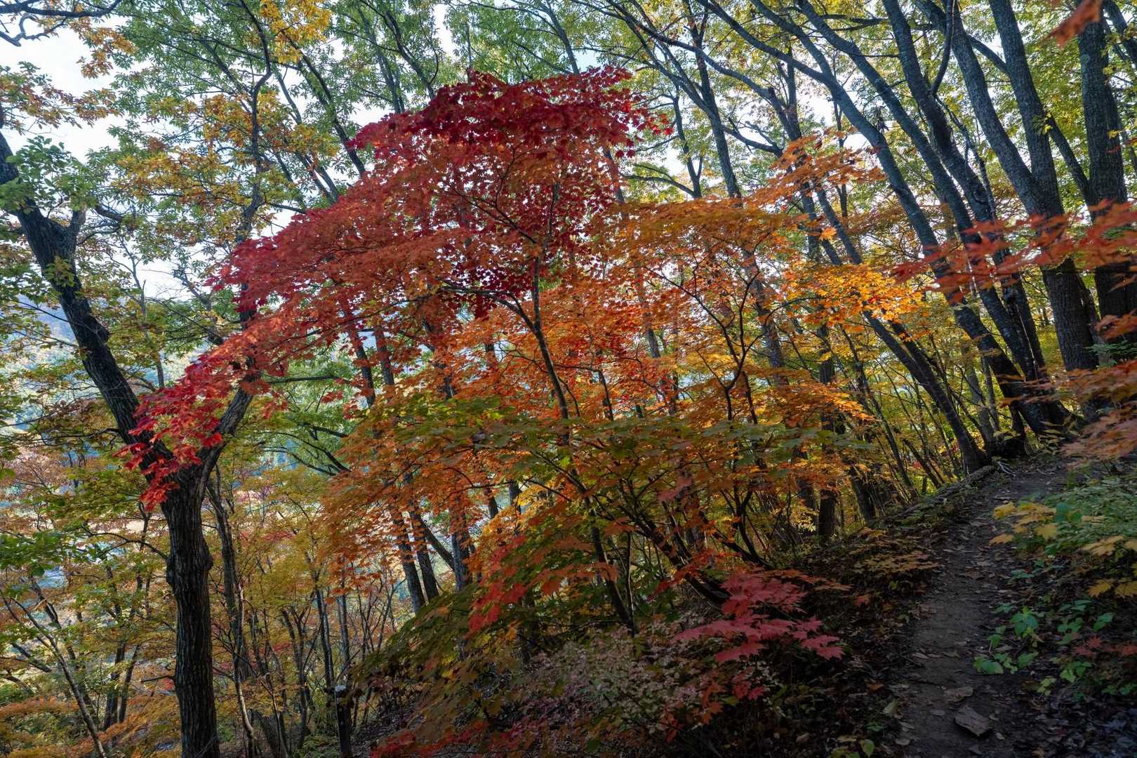 山寺観音千手院-雨呼山-鵜沢山-三角山-三角山登山口 縦走コースの写真