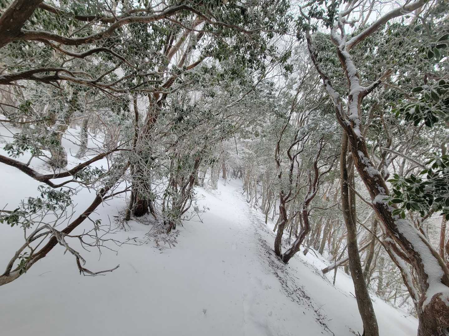 雪のトンネルぬけて