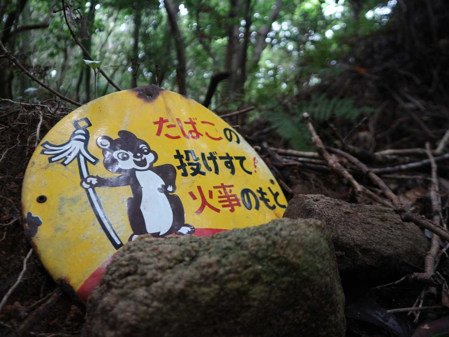 登り始めは快調🎵