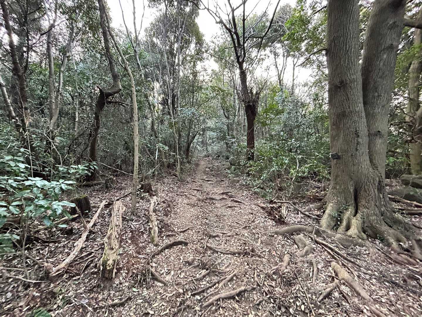 ロードは階段上の樹林帯一部で泥濘ありますが、コンディションは良好です。