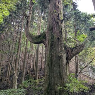お腹もいっぱいになったところで、後半戦。まずは奥の院峰を目指します。入口の天狗の腰掛け杉