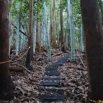 竹林の道