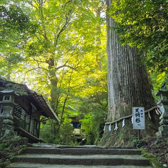 天狗杉✨