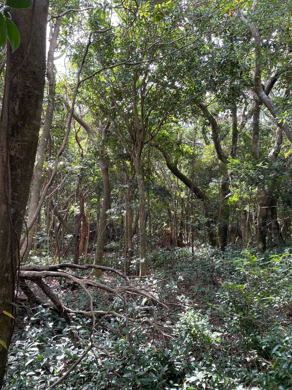 YAMAP山マークの山頂は藪のみ
何も無し😓
なんですが、垣ノ岳から城山を見た時、
山頂から先に藪から開放された岩場を発見していたので、ここは山頂から先へ漕ぎを続けました🙂
