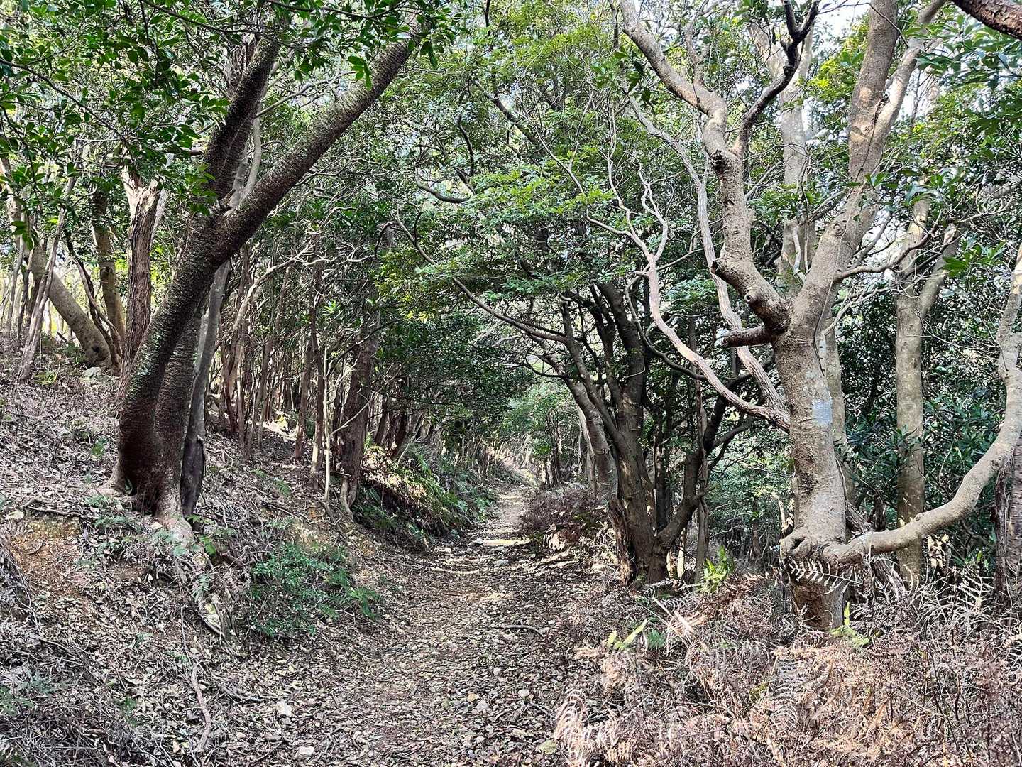 いい感じ〜の登山道✨