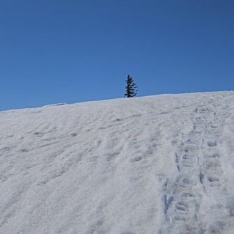 ん、あの木の方へ行ってみよう🌳