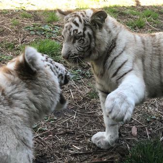 ばりぃさんのクラウン🧤