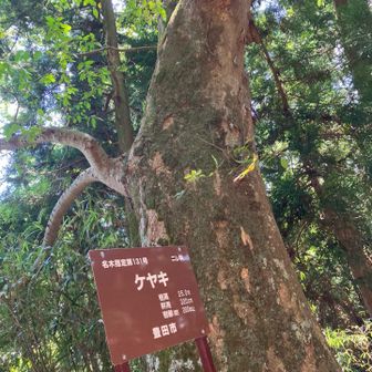 立派なケヤキ😊