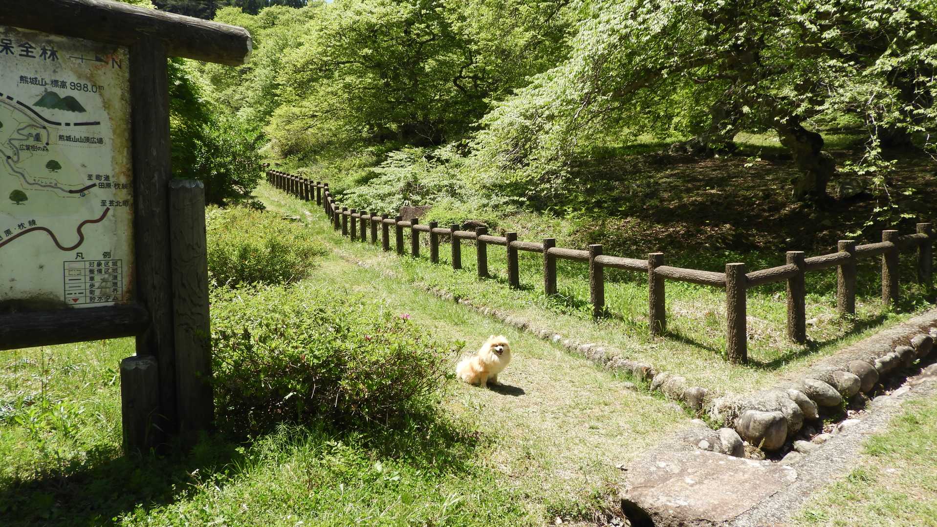 テングシデ群落へ下りて来ました
見物人が増えてました。