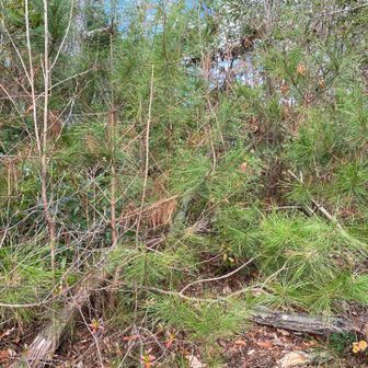 俺レベルになるとこれを一発で道と見抜けるんすよ