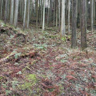 山頂から駐車地に向けて谷筋を一気ショートカットして下山　
ここは皆さんとは違う軌跡ですが緩やかな谷地形なので問題なく降りてこれました
振り返って🤳