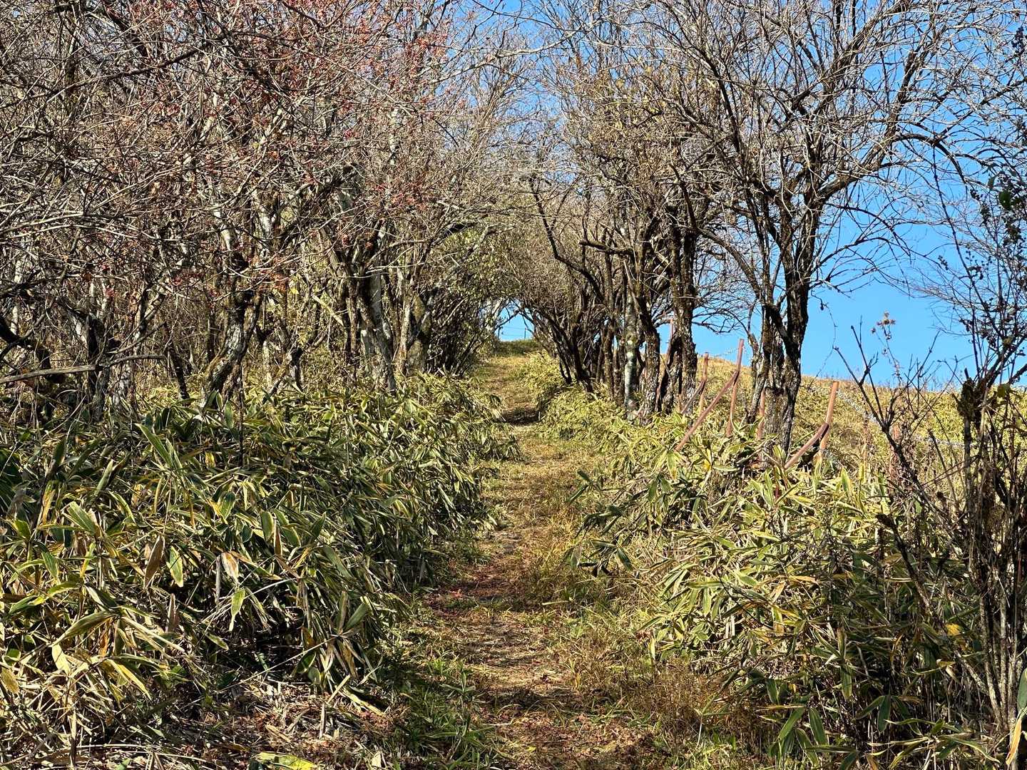 トトロとかメイちゃんいそうな道🚶
そう言えば今年の春に行った福島市の花見山にもこんな所があったなぁ…