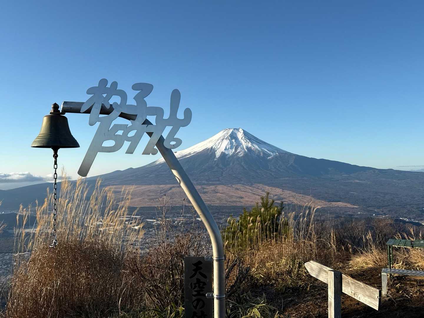 山で育てたヤマコウバシ　　/827 山で育てたヤマコウバシ /827