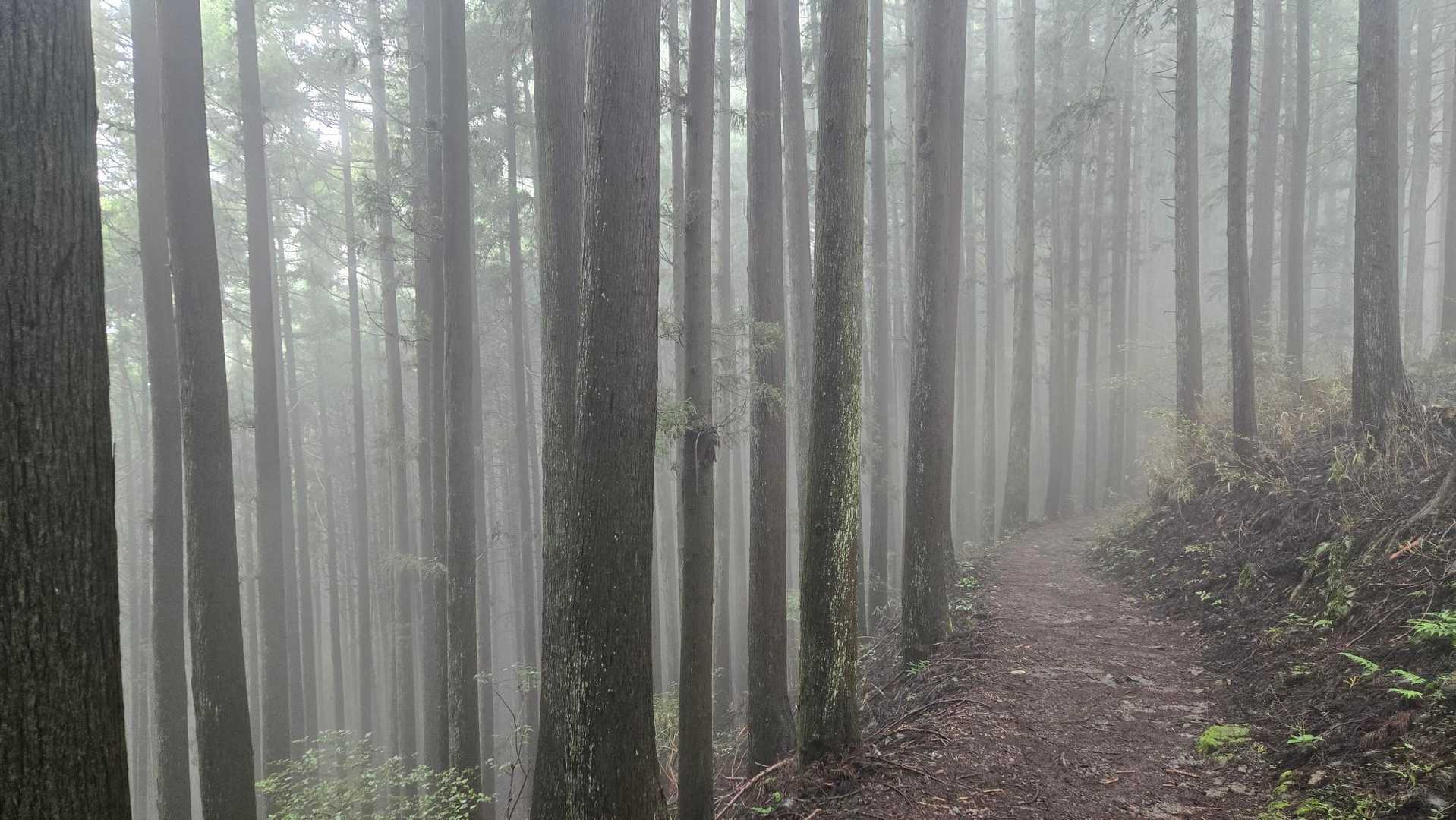 日の出山～御岳山をつなぐ道は緩やかで歩きやすい！
気付けばこの道、今年に入り3回も通っている…この山域が好きなんだなぁ、私