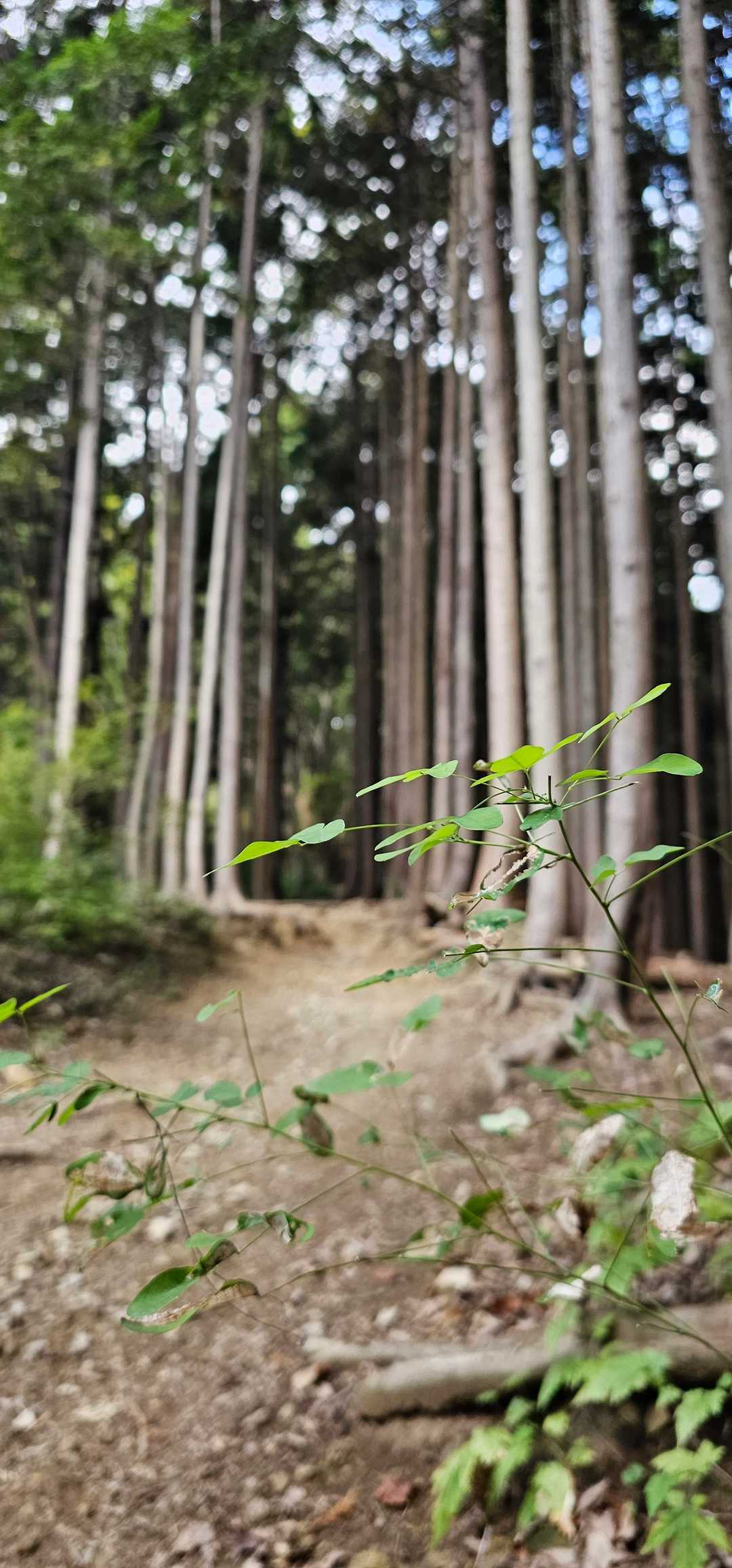 所々急登もありますが、比較的歩きやすい✨