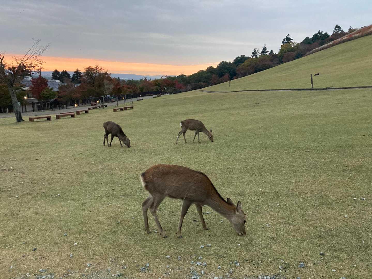 みんなもぐもぐ🦌🦌🦌