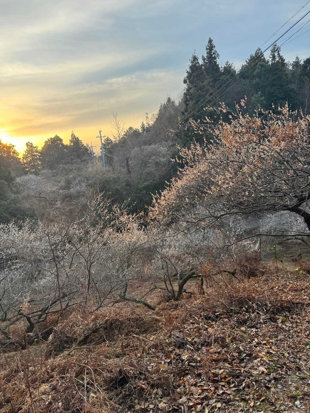 波比賣神社入口-栃原岳 往復コースの写真