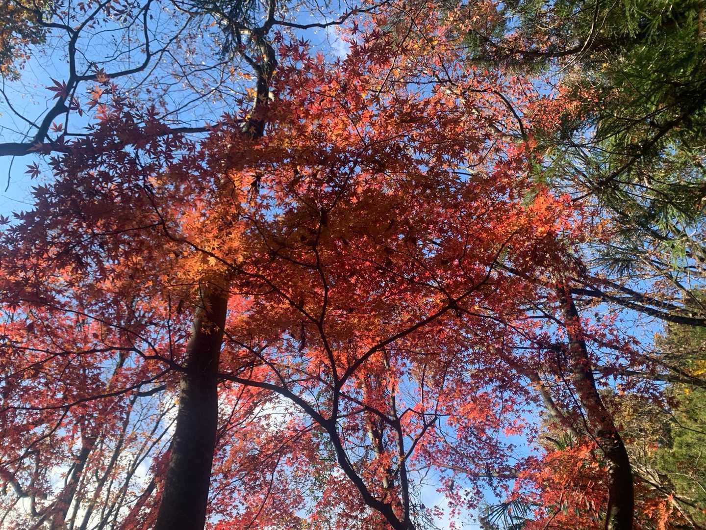 風戸入口バス停-破風山-札立峠-礼所前バス停 周回コースの写真