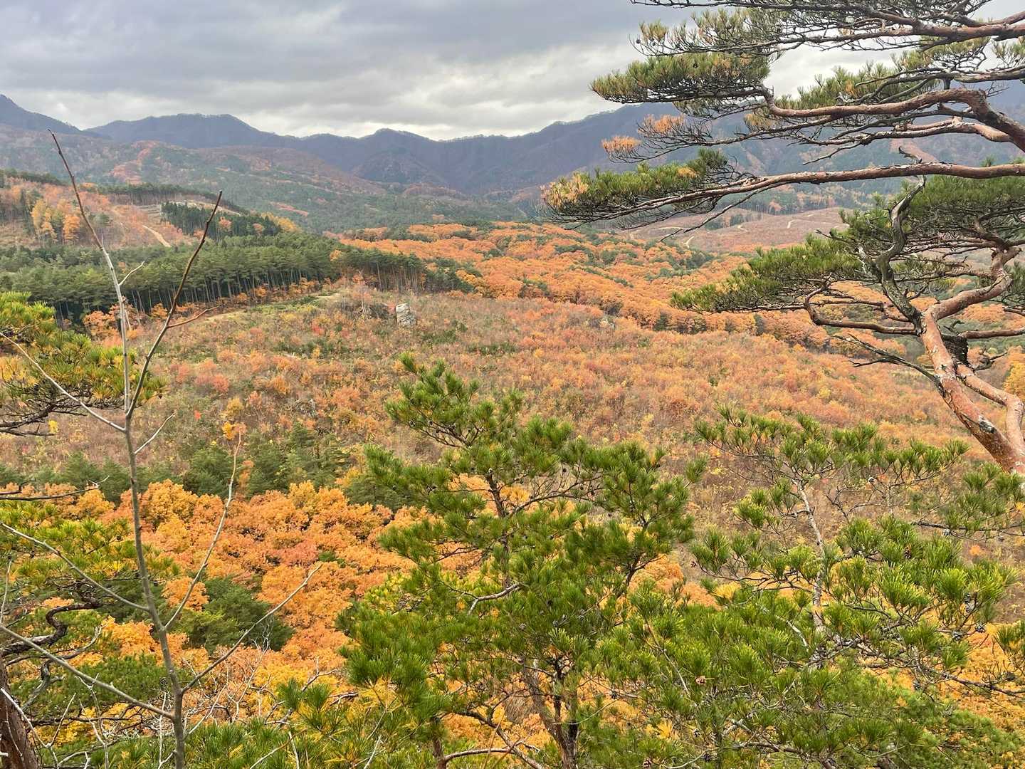 西側かな？きれいな緑とオレンジ🌲🧡
