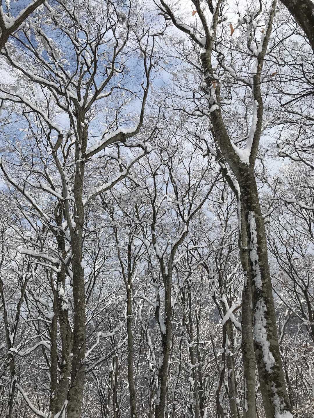 見上げれば雪❄️が風に吹かれてハラハラ落ちて幻想的な雰囲気🥰
気分が大分上がってきたよー🎶🎵