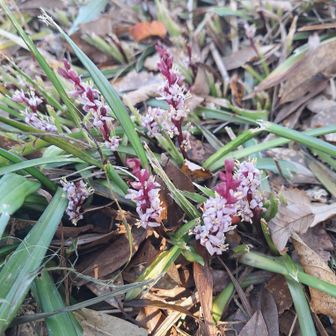 雲谷山にキチジョウジソウ　沢山咲いていました🍀