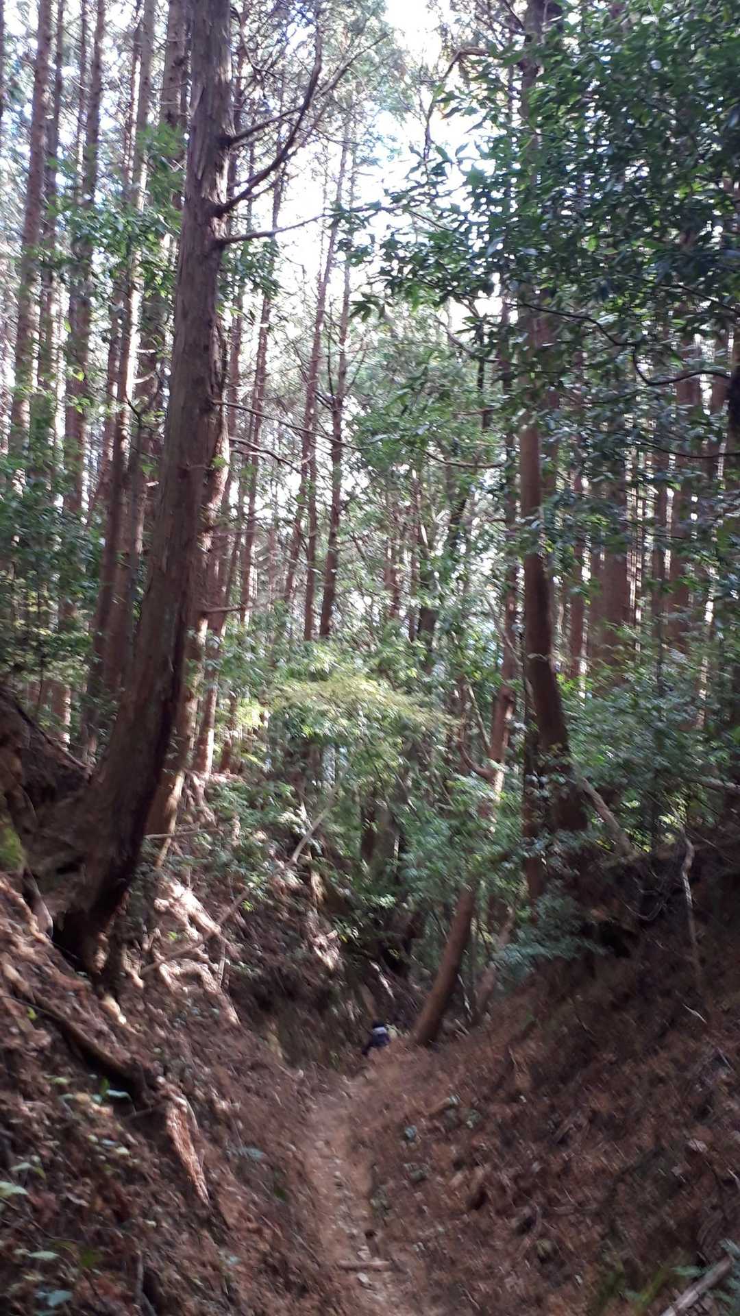 榛原駅-鳥見山 往復コースの写真