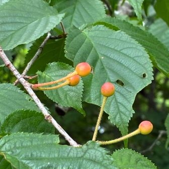 桜の木だったので、サクランボ？上向きだけどね。