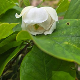 背丈が低く、木が横に広がってるから腰をかがめて撮ってます😅
