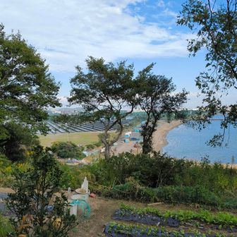海岸にはソーラーパネルが一杯