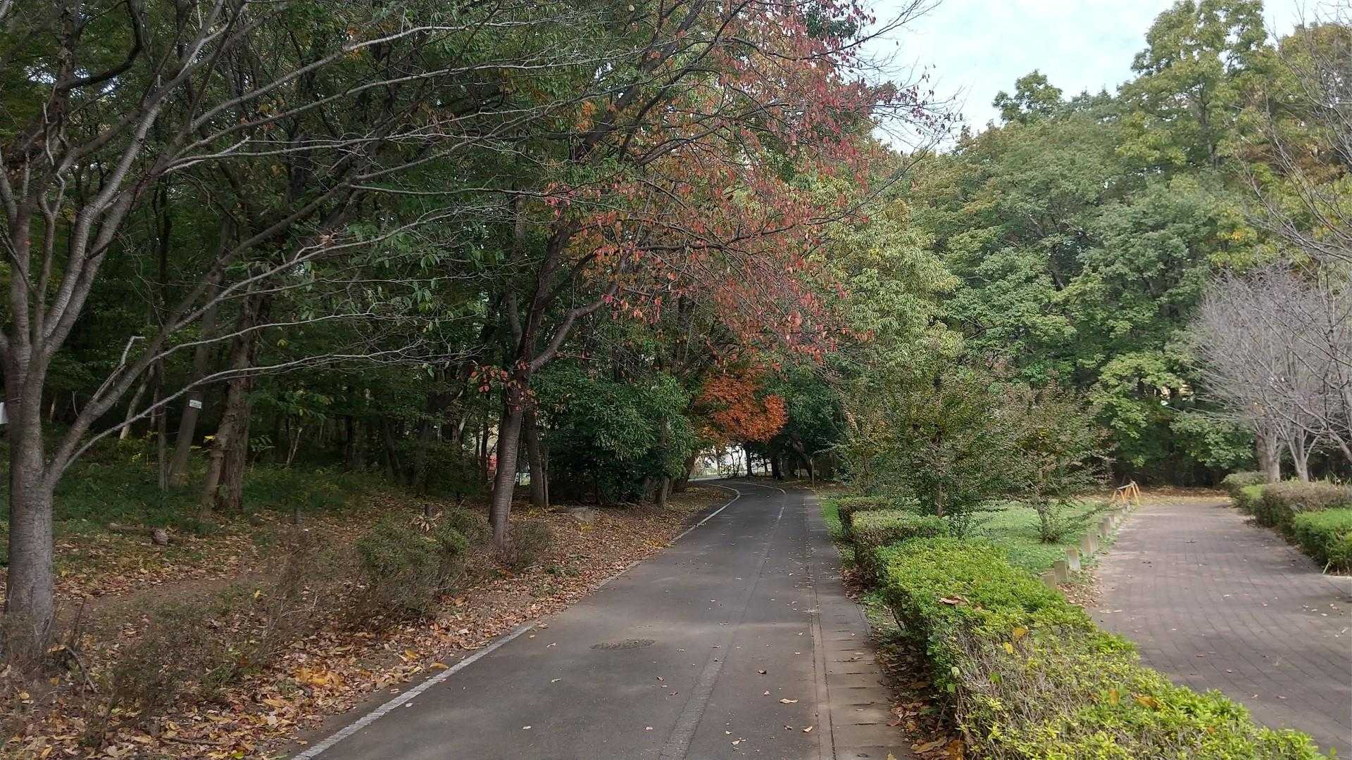 三毳山もすっかり秋の色に。