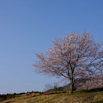 こういうの見ると、朝早く起きてよかったって本当思う🌸