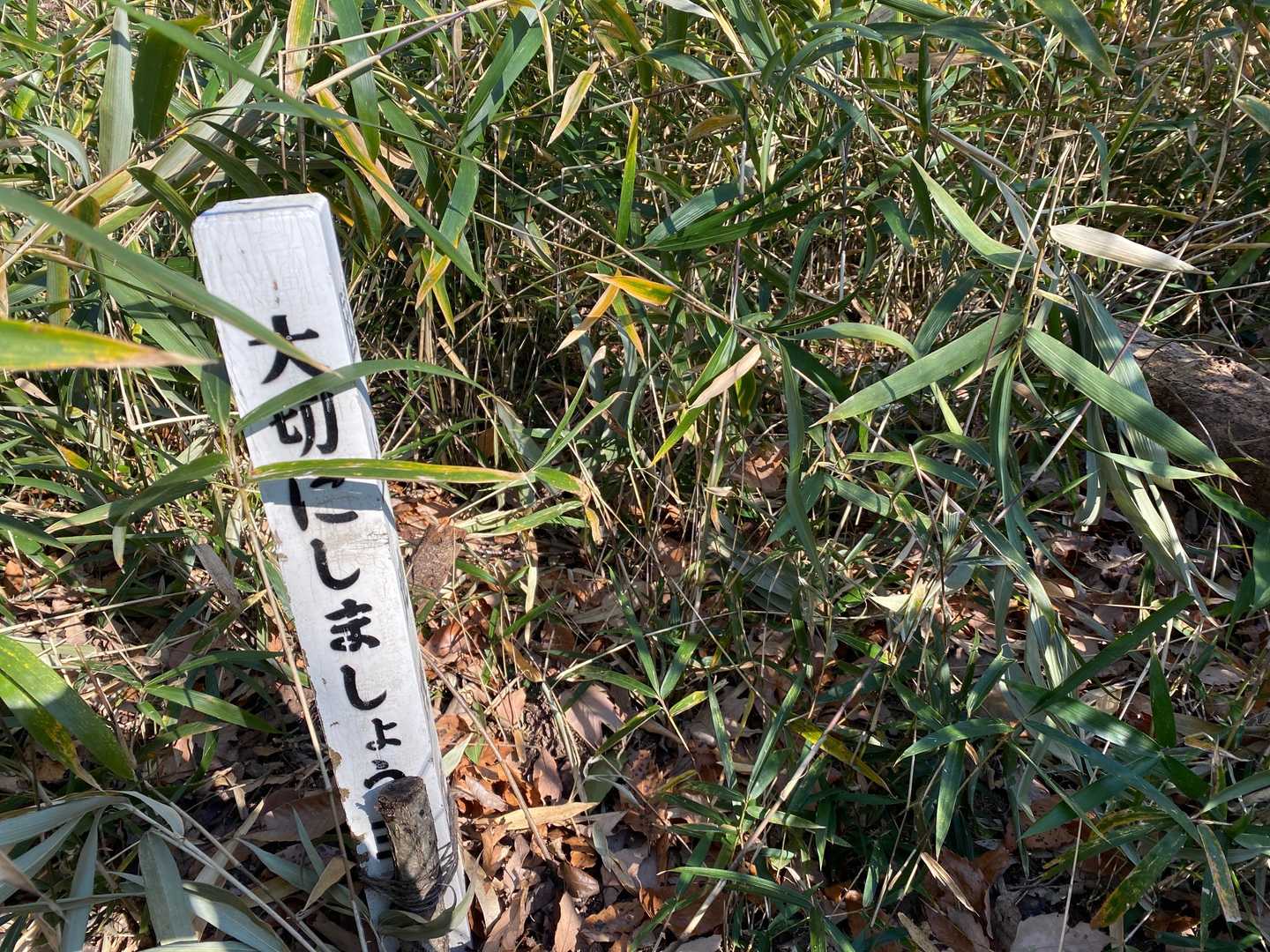 こちらからのルートは踏み跡不明瞭で、テキトーに登って、如意山の三角点(公文山△133)に到着しました。

その後はピーク147を目指したのですが、