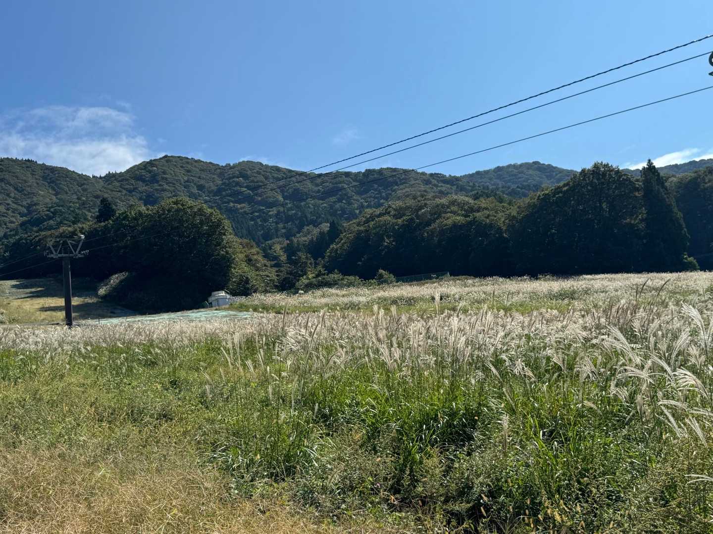横にはススキ🌾