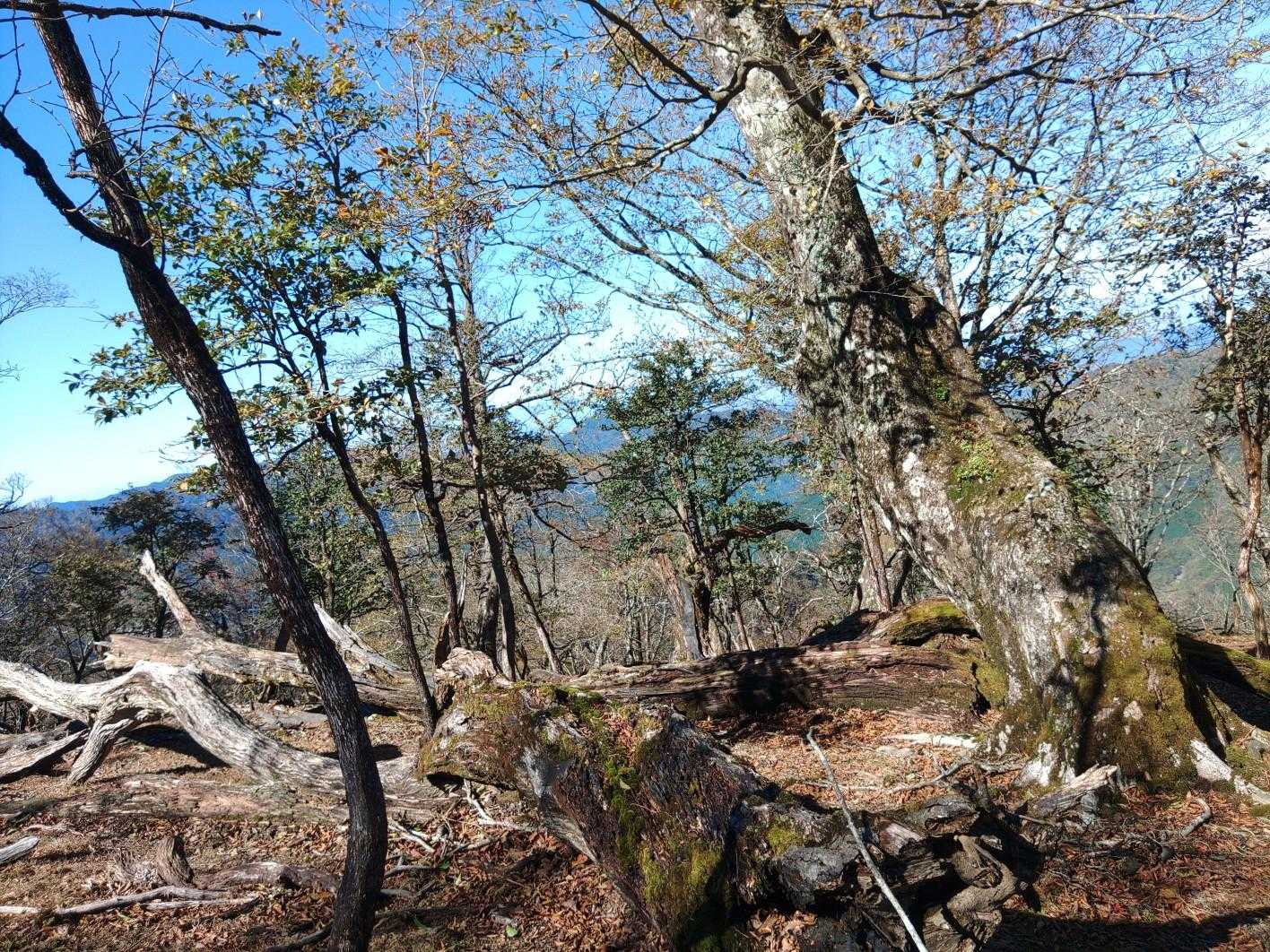 ようやく斜面か緩やかになったところで振り返って。