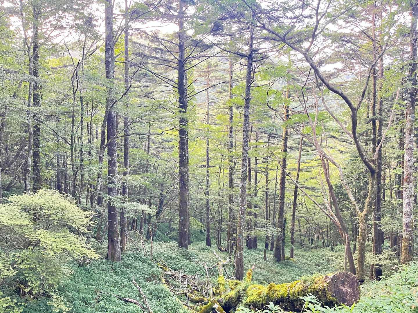 ビジターセンター-大台ヶ原山（日出ヶ岳） 往復コースの写真