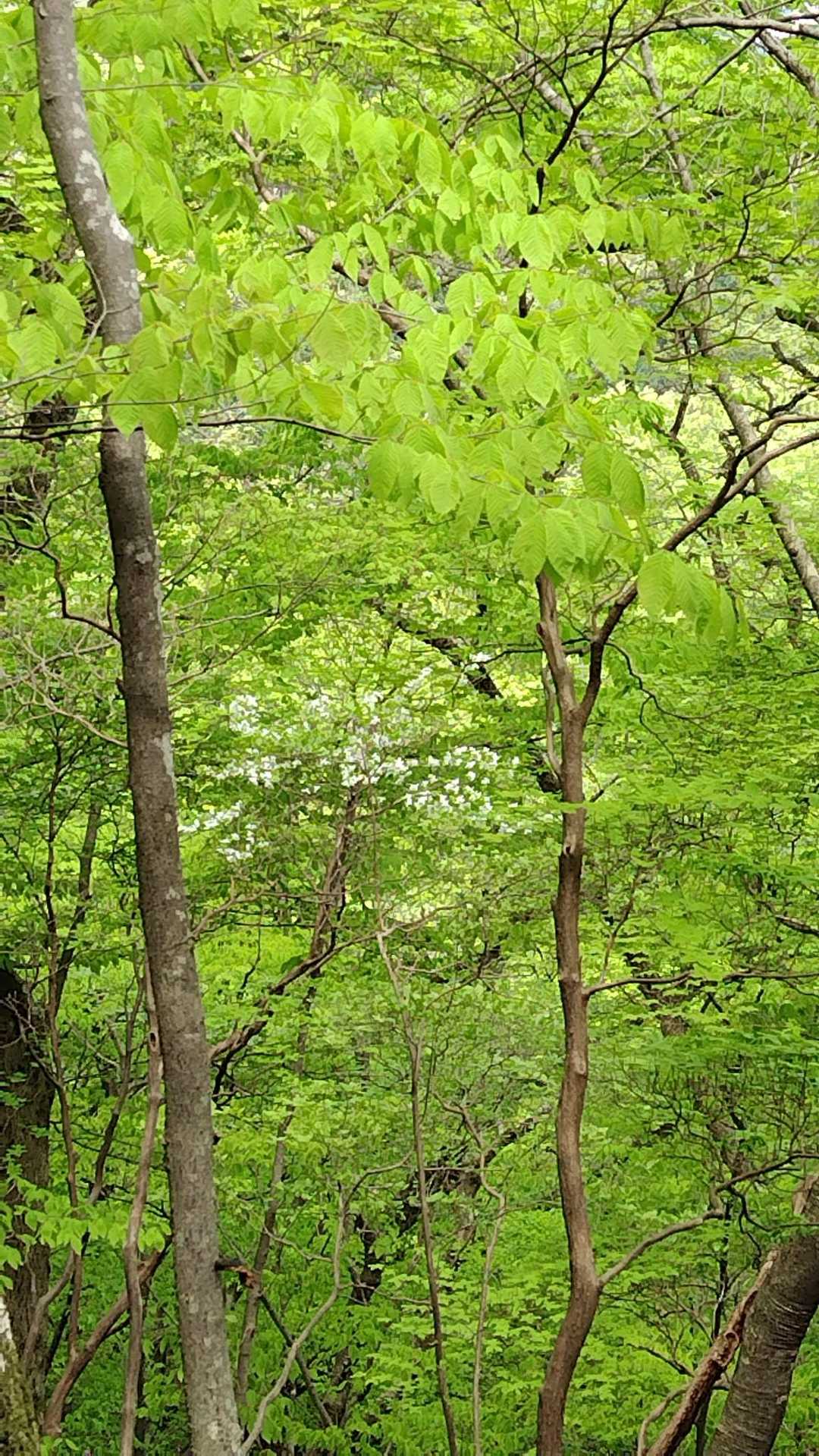 鳴虫山登山口-神ノ主山-鳴虫山-合峰-独標 縦走コースの写真