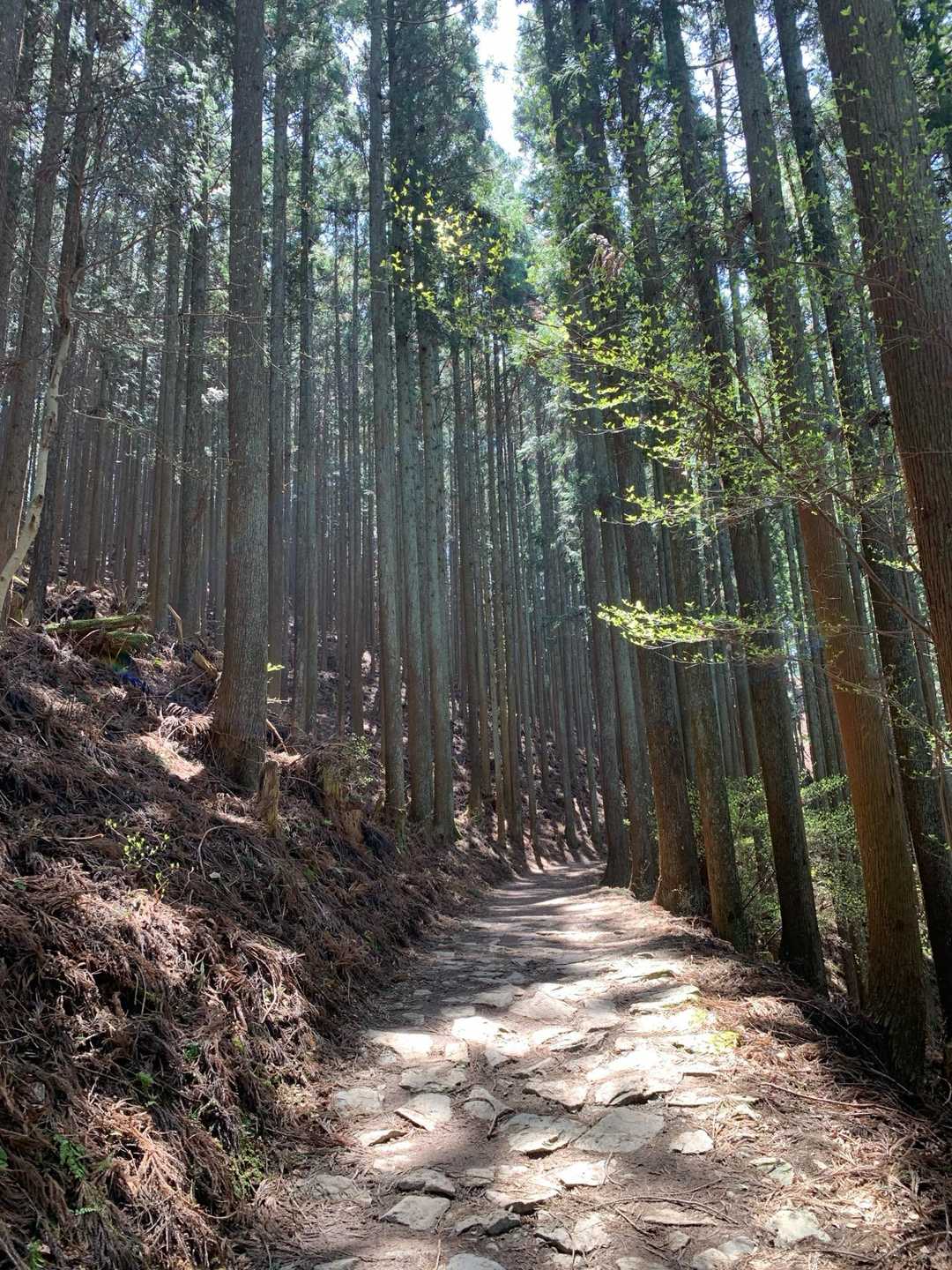 吉野水分神社-高城山-金峯神社-青根ヶ峰 往復コースの写真