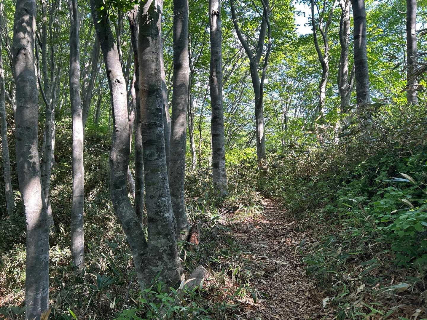 白樺並木　ナイストレイル②👍