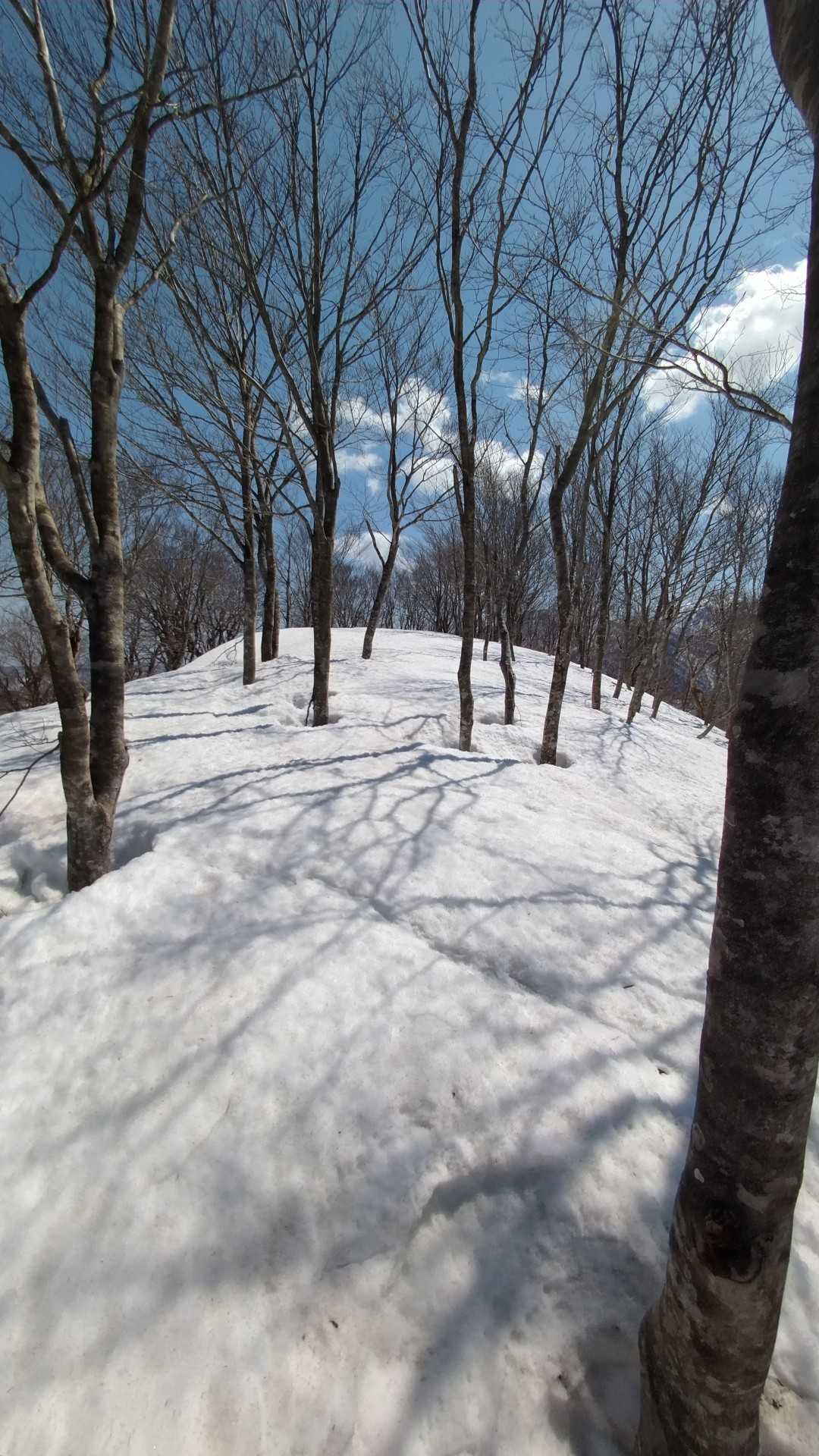 あの辺りが北日長山山頂です。