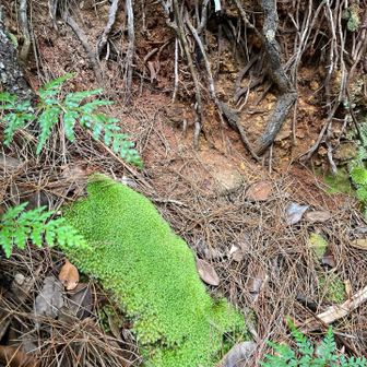 ヒゲゴケだったかな。通りすがりのガイドさんが話していた