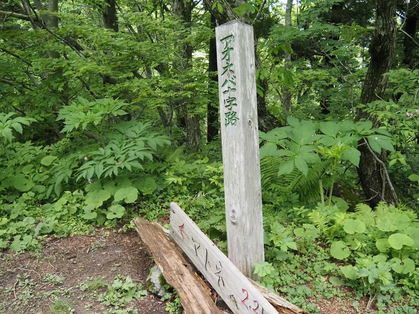 登山道の分岐。アオネバ十字路。
まずはマトネというピークを目指します。