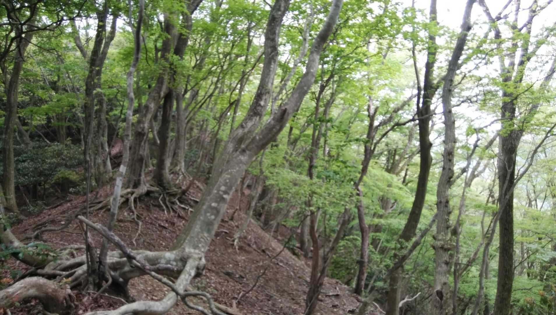 序盤は杉林…
で…徐々に急になってくる😂💦💦
新緑見上げて深呼吸ふう～😊