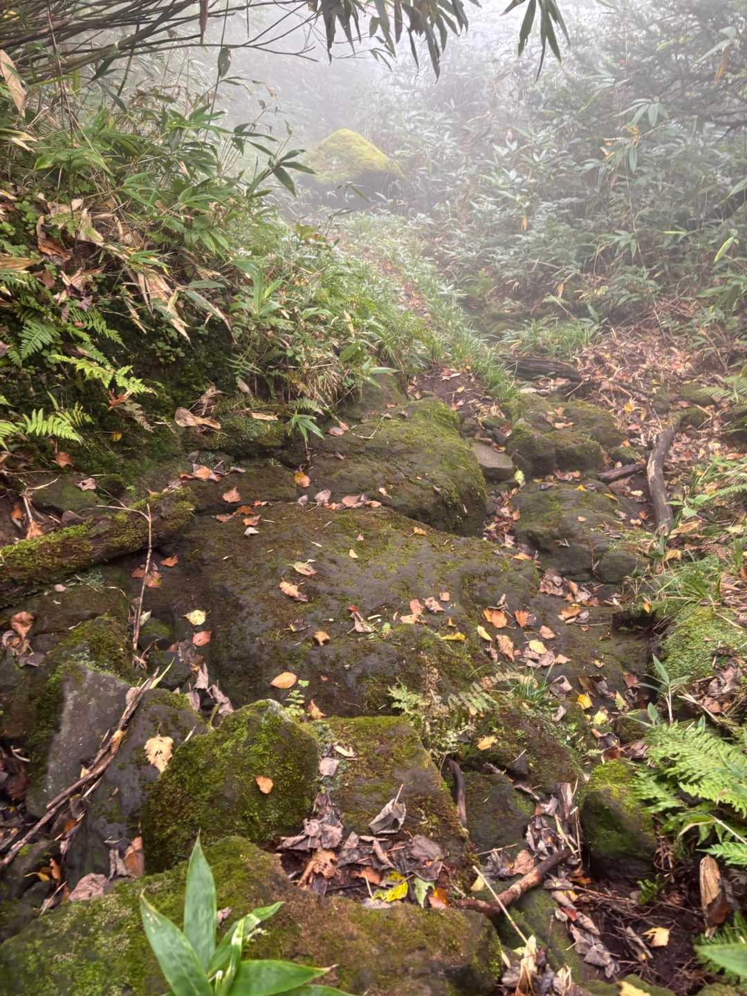 石にコケが付いててハンサ滑る😱
八郎坂か、雲ノ平から薬師沢への下山みたいな感じ😱

集中して慎重に下山