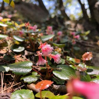 その先の東峰へ。
ちょっと険しい道を登っていったのですが、何と！イワカガミが沢山咲いている✨